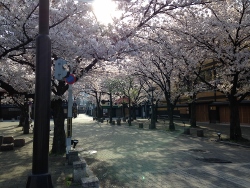 20140405kyotonosakura