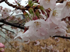 20150329sakura.jpg