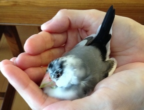 20150426kuro.jpg