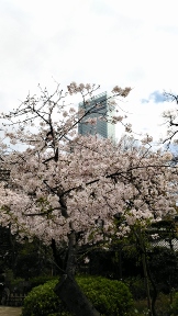 20160402sakura.jpg