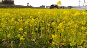 20170218nanohana.jpg