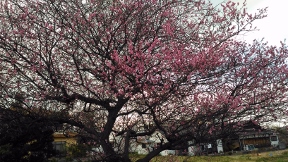 20170218ume.jpg
