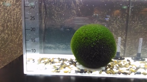 20170523marimo.jpg