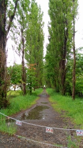 20170527popuranamiki.jpg