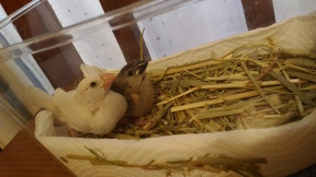 20170610marumomo.jpg