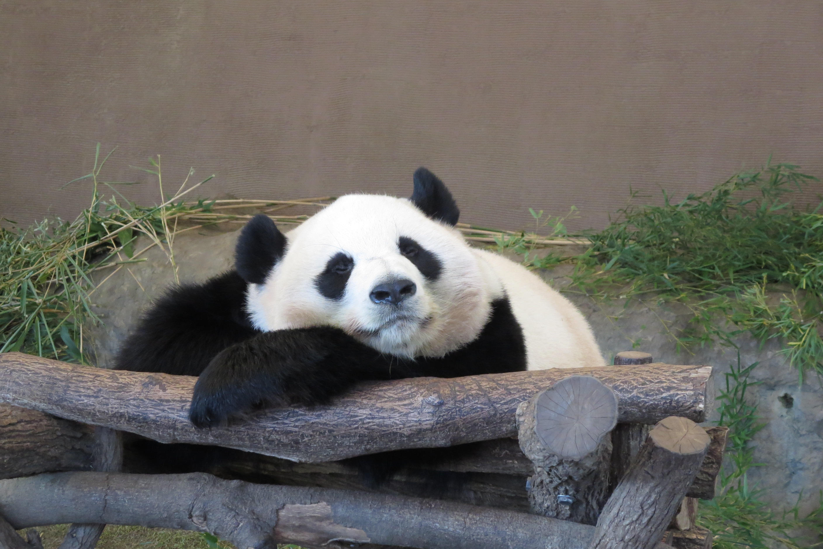 20191110panda.jpg