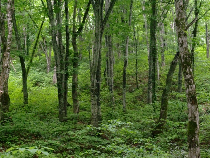 20200726shiragami.jpg