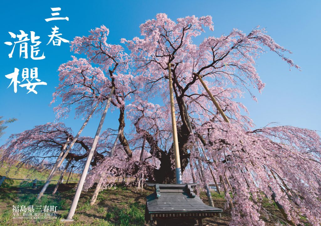 20201118miharunotakizakura.jpg