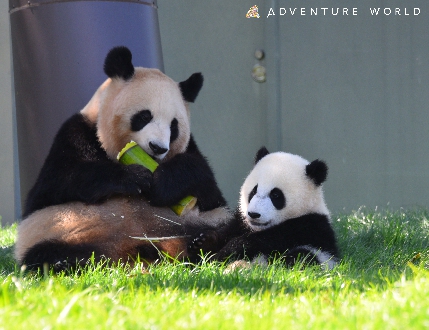 20210204panda.jpg